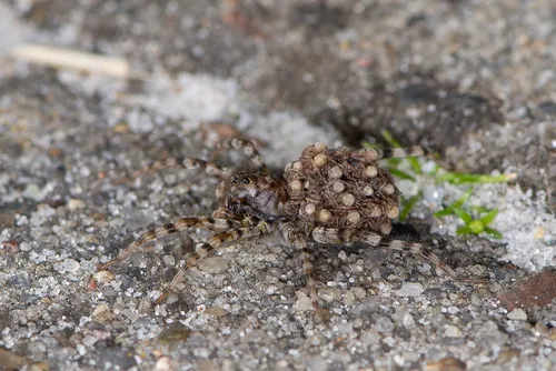 Sand Bear Spider - photo 7