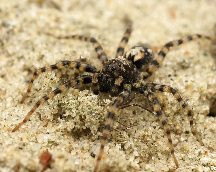 Sand Bear Spider - photo 8