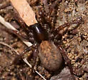 Arctosa rubicunda - photo 4