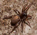 Arctosa rubicunda - photo 5