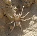Santa Rosa Wolf Spider