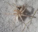 Santa Rosa Wolf Spider - photo 2