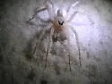 Santa Rosa Wolf Spider - photo 3