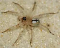 Santa Rosa Wolf Spider - photo 4