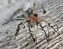 Santa Rosa Wolf Spider - photo 5