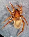 Arctosa virgo - Arctosa virgo