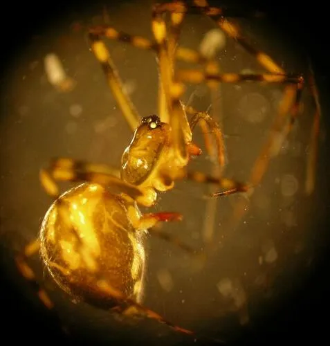 Arcuphantes arcuatulus - photo 2