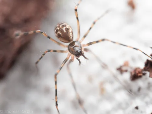 Arcuphantes arcuatulus - photo 4