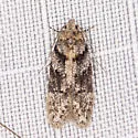 Arcutelphusa talladega - Hodges#1874.1 - photo 2