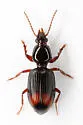 Ardistomis obliquata - photo 5