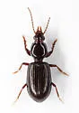 Ardistomis schaumii - photo 2