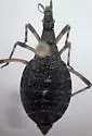 Arenaeocoris enervatus - Arenaeocoris enervatus