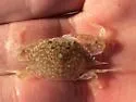 Speckled Swimming Crab
