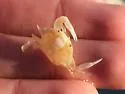 Speckled Swimming Crab - photo 2