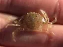 Speckled Swimming Crab - photo 3
