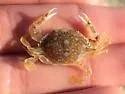 Speckled Swimming Crab - photo 4