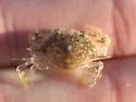 Speckled Swimming Crab - photo 5