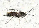 Arenetra nigrita