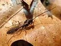Arenetra rufipes
