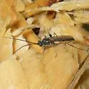 Arenetra rufipes - photo 2