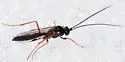 Arenetra rufipes - photo 4