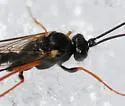 Arenetra rufipes - photo 5