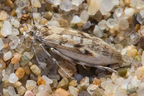 Oso Flaco Flightless Moth