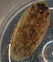Arenivaga apacha