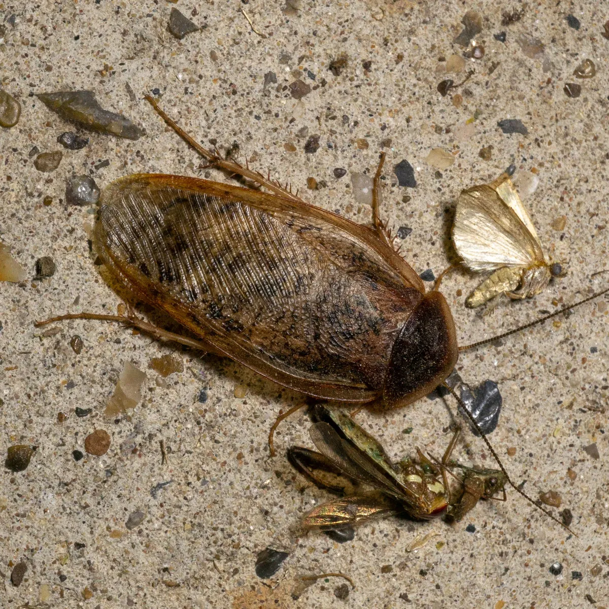 Boll's Sandroach