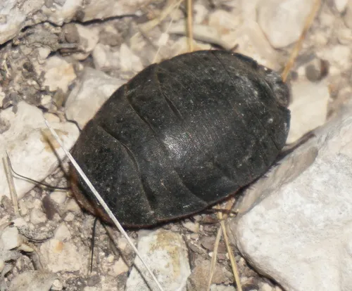 Boll's Sandroach - photo 2
