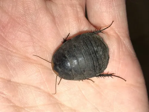 Boll's Sandroach - photo 4