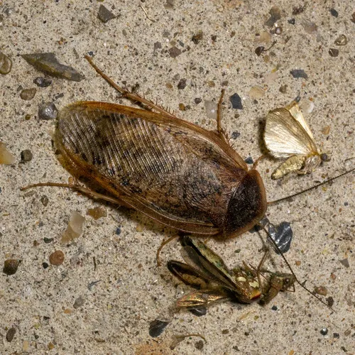 Boll's Sandroach - photo 5
