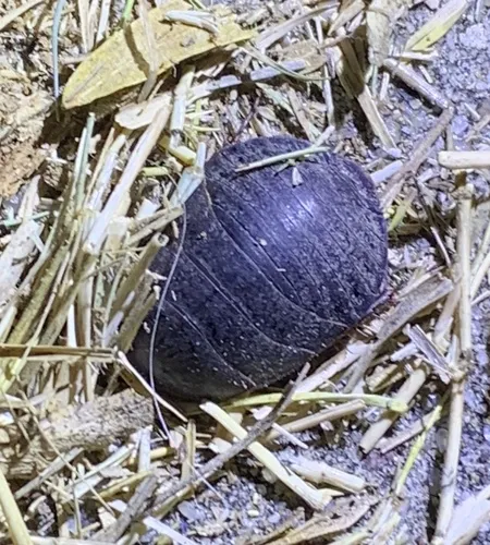 Boll's Sandroach - photo 6