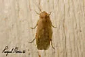 Arenivaga erratica