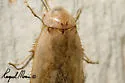 Arenivaga erratica - photo 2