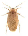 Arenivaga erratica - photo 3