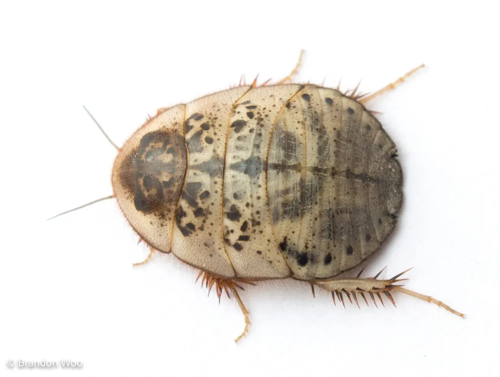 Florida Sand Cockroach - photo 2