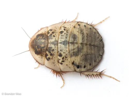 Florida Sand Cockroach - photo 3