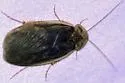 Arenivaga gaiophanes