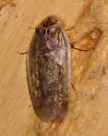 Arenivaga genitalis