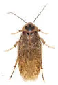 Arenivaga genitalis - photo 2