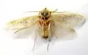 Arenivaga genitalis - photo 5