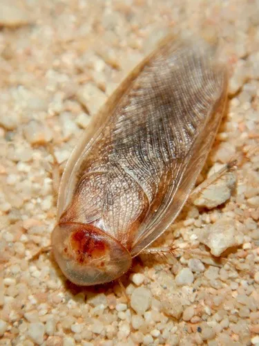 Arenivaga investigata