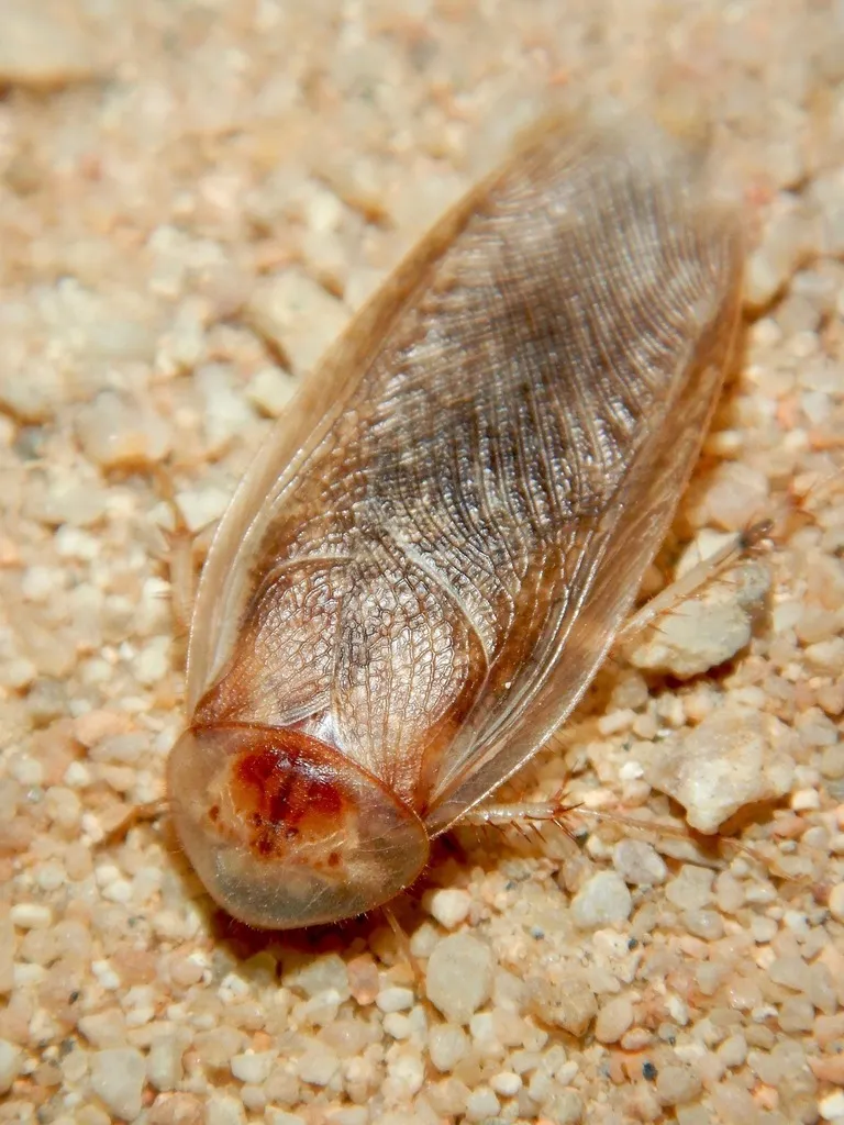 Arenivaga investigata - photo 2