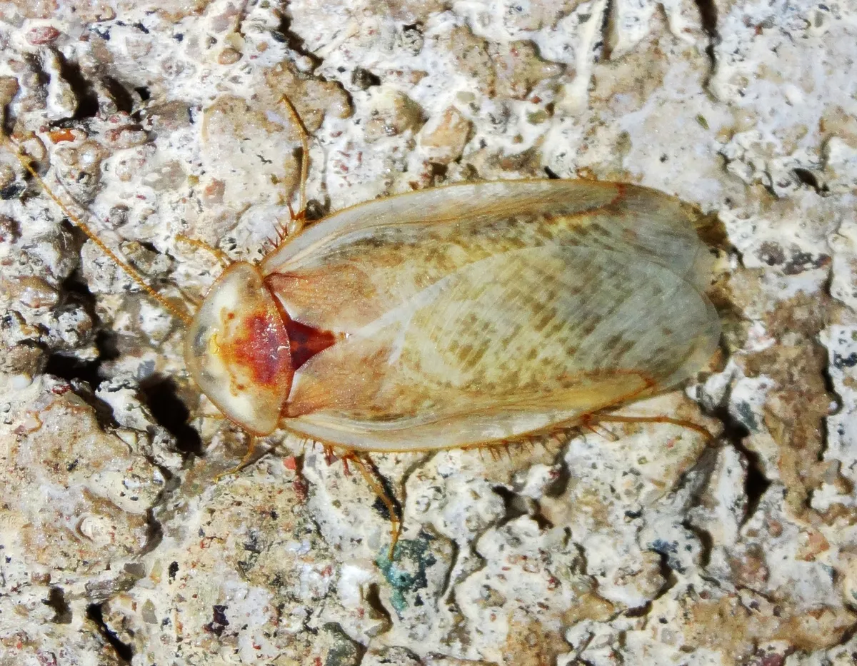 Arenivaga nalepae - photo 3
