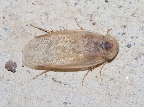 Arenivaga tenax