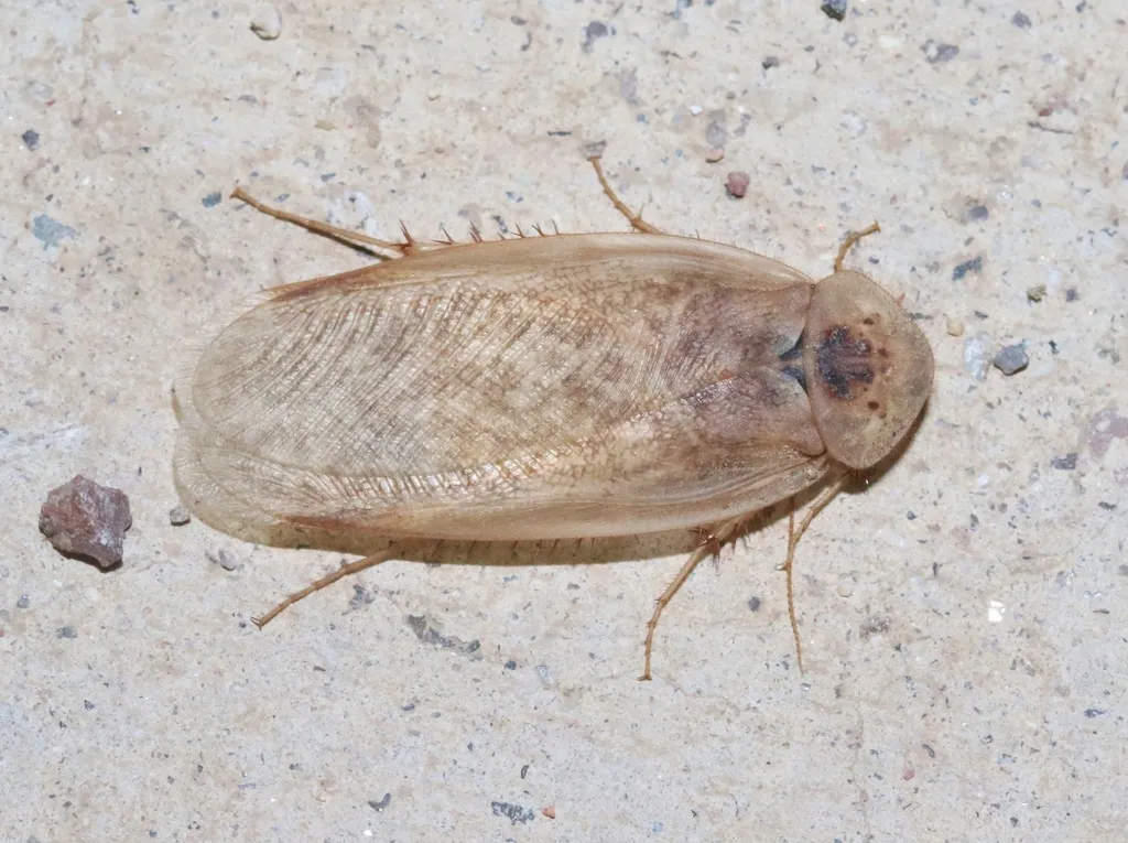 Arenivaga tenax - photo 2
