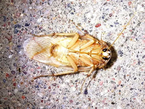 Arenivaga tonkawa