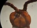 Arenobius manegitus