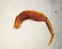 Arenobius manegitus - photo 2